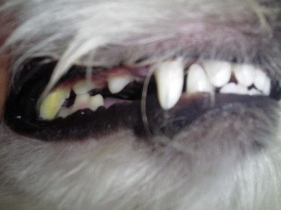 ごぎょうの歯２.JPG